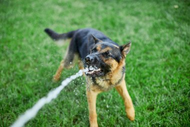 Ateşli bir yaz günü bahçedeki bahçe hortumundan su yakalamaya çalışan Alman kurdu.