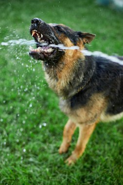 Ateşli bir yaz günü bahçedeki bahçe hortumundan su yakalamaya çalışan Alman kurdu.
