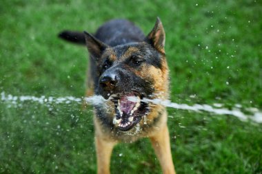 Ateşli bir yaz günü bahçedeki bahçe hortumundan su yakalamaya çalışan Alman kurdu.
