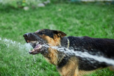 Ateşli bir yaz günü bahçedeki bahçe hortumundan su yakalamaya çalışan Alman kurdu.