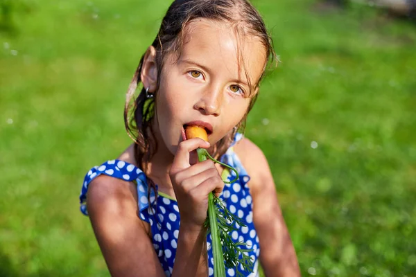 Genç bir kız ailesinin bahçesinden topladığı havucu tutar ve yer. Ev yapımı organik sebzeler.