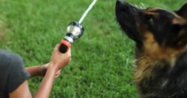 Küçük kız köpeği için hortumdan su püskürtüyor. Sıcak bir yaz günü arka bahçedeki evde Alman kurdu su içiyor. Köpekler bahçe hortumundan su yakalamaya çalışıyor..