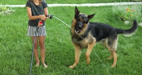 彼女の犬のためのホースからいくつかの水を噴霧小さな女の子裏庭の家で暑い夏の日にドイツの羊飼いの飲み物 遊び心 犬は庭のホースから水をキャッチしようとします — ストック動画