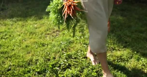 Vrouw lopen en houden in de hand tak van rauwe biologische wortelen — Stockvideo