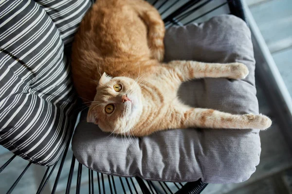 Vista Dall Alto Lazy Tabby Ginger Cat Rilassante Cuscino Posizionato — Foto Stock