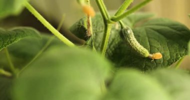 Serada yetişen olgun salatalıklar toplamaya hazır.