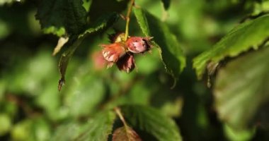 Fındıklar ağaçta, çalılıkta, dışarıda, sonbahar hasadında yetişiyor.