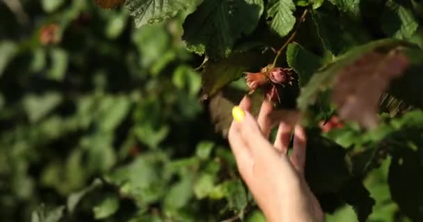 Vrouw hand met groene hazelnoten op de tak — Stockvideo