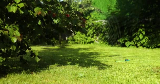 Aspersor de jardín oscilante rociando agua sobre hierba verde en casa — Vídeo de stock