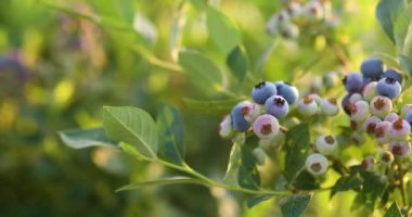 Gün batımında yaban mersini çalısı, organik meyvelerle dolu, toplamaya hazır.