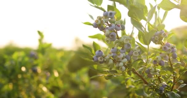 Blueberry bush on sunset, organic ripe with succulent berries, just ready to pick — Stock Video