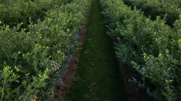 Vue aérienne sur drone Champ de bleuets, mûrs bio. Baies bleues accrochées à une branche, — Video