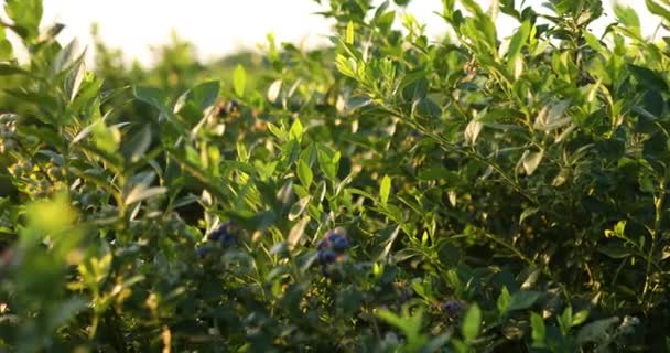 Arbusto de mirtilo no pôr do sol, maduro orgânico com bagas suculentas, pronto para pegar — Vídeo de Stock