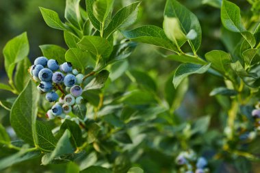 Gün batımında yabanmersini çalısı, sulu böğürtlenlerle dolu organik olgunlaşmış, toplamaya hazır, yabanmersini tarlasında yetişiyor, Bir dala asılı böğürtlen, biyoloji, organik sağlıklı yiyecekler.