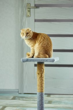 Evde kedi kaşıyıcısının üstünde oturan sıkıcı, sevimli İngiliz kedisi..