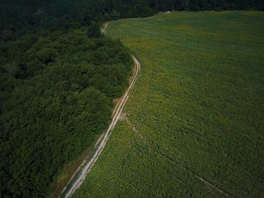 Parlayan sarı ışıkta güneşli bir ayçiçeği tarlasının insansız hava görüntüsü. Parlak sarı ve tamamen çiçek açmış bir ayçiçeği, doğal yağ, tarım