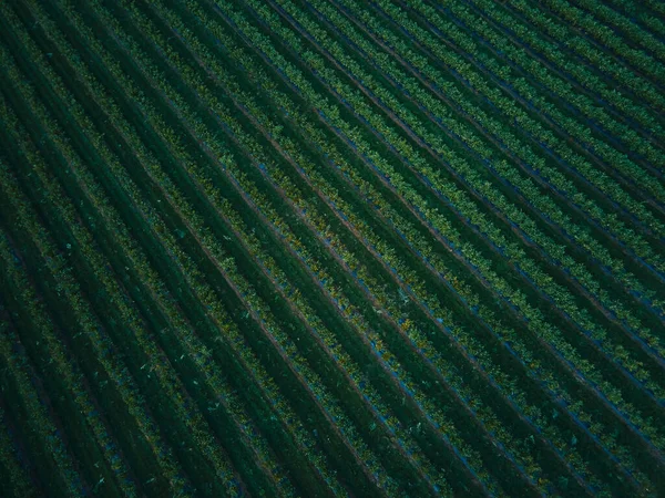 空中ドローンビューブルーベリーブッシュフィールド 有機熟した 枝にぶら下がっているブルーベリー バイオ 健康的な食べ物 トップビュー ベリーのある農場 — ストック写真