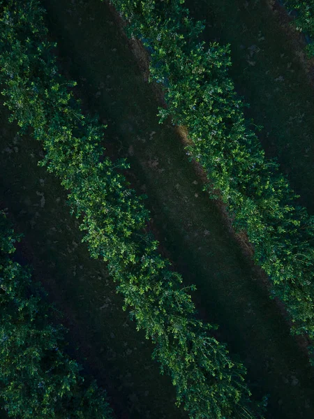 Aerial Drone Kilátás Áfonyás Bokor Mező Szerves Érett Kék Bogyó — Stock Fotó