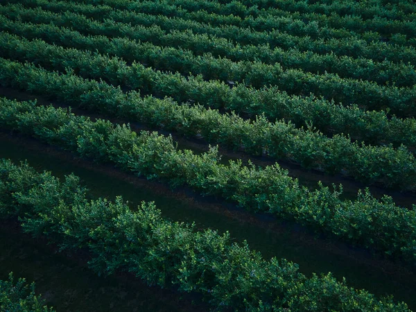 Luchtfoto Drone Zicht Bosbessen Struik Veld Organisch Rijp Blauwe Bes — Stockfoto