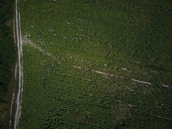 Drone Luchtfoto Van Een Zonnig Veld Van Zonnebloemen Gloeiend Geel — Stockfoto
