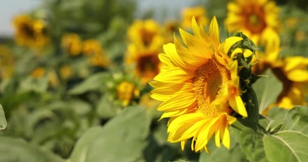Un câmp însorit de floarea-soarelui în lumină galbenă strălucitoare . — Videoclip de stoc