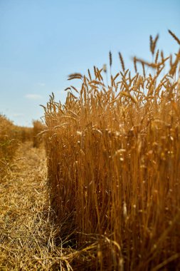 Buğday hasadı, arka planda buğday tarlası güneş günü, yaz, tarım..