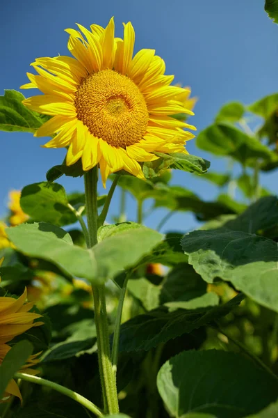 Сонячне Поле Соняшників Сяючому Жовтому Світлі Яскраво Жовтий Повністю Розквітлий — стокове фото