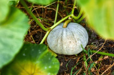 Çiftçi tarlasında yetişmeyi bekleyen yeşil bir balkabağı, bahçede olgun, organik balkabakları, sonbahar hasadı