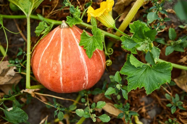 Une Citrouille Dans Une Parcelle Agriculteur Attente Récolte Mûres Citrouilles — Photo