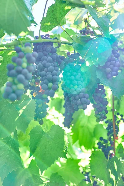 Bunch Grapes Ready Picking Vineyard Concept Growing Ripe Red Grape — Stock Photo, Image