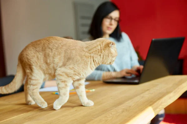 stock image Mother working in her home office on a laptop, her daughter sits next to her and draw, Scottish cat sitting on the table too. Woman freelance, remote work and raising a child at workplace.