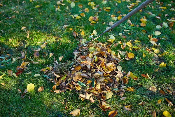 Vecchio Rastrello Rosso Mucchio Foglie Acero Caduta Raking Foglie Autunnali — Foto Stock