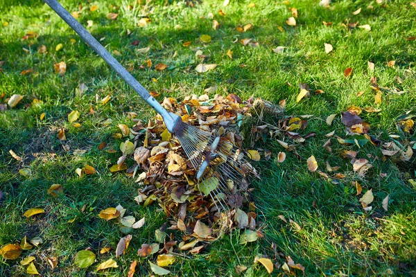 Vecchio Rastrello Rosso Mucchio Foglie Acero Caduta Raking Foglie Autunnali — Foto Stock