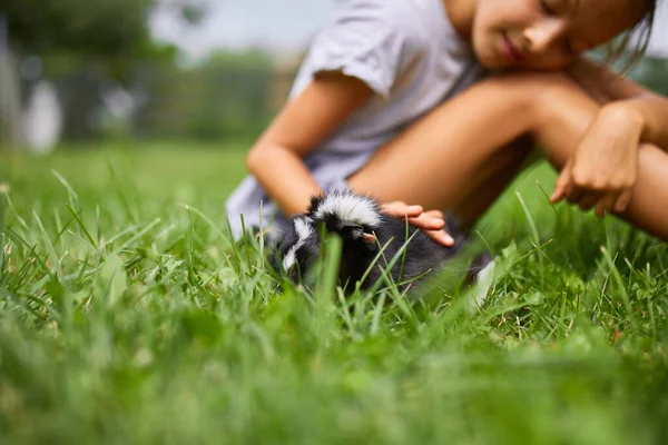 夏に屋外に座っている黒ギニア豚と小さな女の子の遊び ペットカリコモルモットは彼の所有者の背部の草の中に放牧 — ストック写真