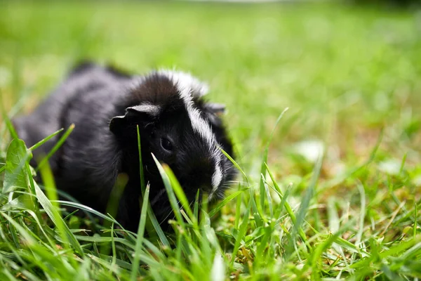 夏に屋外に座っている黒ギニア豚 彼の所有者の裏庭の芝生のペットカリコモルモット放牧 コピースペース — ストック写真