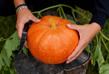 Cadılar Bayramı için oymadan önce erkek eli balkabağını tutar Jack O 'Lantern' i hazırlar. Parti için dekorasyon, Üst Görünüm, kapat, Yukarıdan görüntüle, boşluğu kopyala