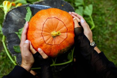 Cadılar Bayramı için oymadan önce kız ve baba elleri balkabağı tutuyor, Jack O 'Lantern' i hazırlıyor. Parti için dekorasyon, Küçük aile yardımcısı, Üst Manzara, Kapat, Yukarıdan görünüm, Boşluğu kopyala