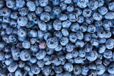 Mavi arka planda taze organik böğürtlenler, üst manzara, kopyalama alanı. Sağlıklı beslenme, antioksidan, vitamin, yaz yemeği kavramı.