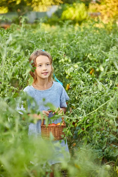 Niña Recogiendo Recoger Cosecha Tomates Rojos Orgánicos Jardinería Casera Producción —  Fotos de Stock