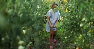 Küçük kız elinde sepetle eğleniyor, organik kırmızı domates hasadı yapıyor, sebze yetiştiriyor. Domates yetişiyor, sonbahar hasadı..