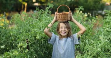 Küçük kız elinde sepetle eğleniyor, organik kırmızı domates hasadı yapıyor, sebze yetiştiriyor. Domates yetişiyor, sonbahar hasadı..