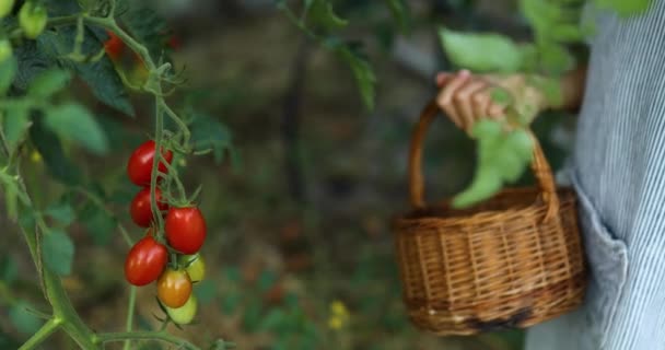 Niña Recogiendo Recoger Cosecha Tomates Rojos Orgánicos Cesta Hogar Jardinería — Vídeos de Stock