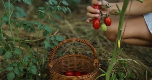 Liten Flicka Plocka Samla Skörd Ekologiska Röda Tomater Korg Hemma — Stockvideo