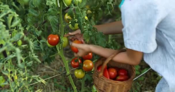 Niña Recogiendo Recoger Cosecha Tomates Rojos Orgánicos Cesta Hogar Jardinería — Vídeos de Stock