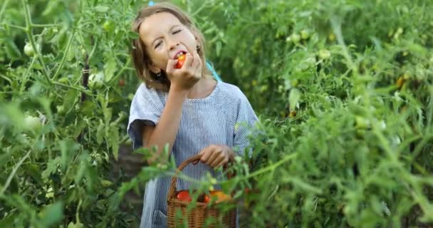 Маленькая Девочка Ест Наслаждается Вкусным Урожаем Органических Красных Помидоров Дому — стоковое видео