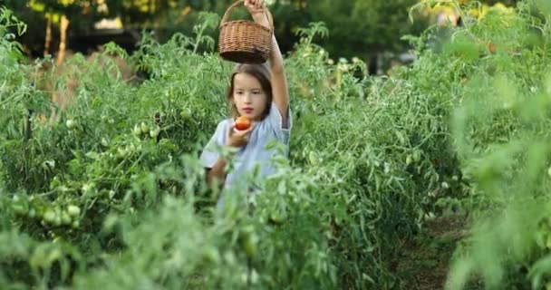 家庭菜園での有機赤トマトのおいしい収穫 野菜料理の生産を食べて楽しんでいる小さな子供の女の子 トマトの成長 秋の収穫 — ストック動画
