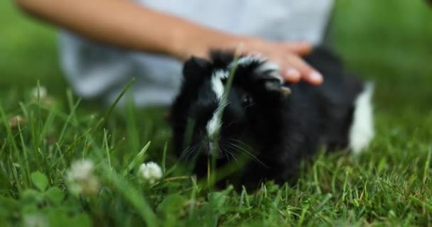 Seorang Gadis Kecil Bermain Dengan Babi Hitam Guinea Duduk Luar — Stok Video