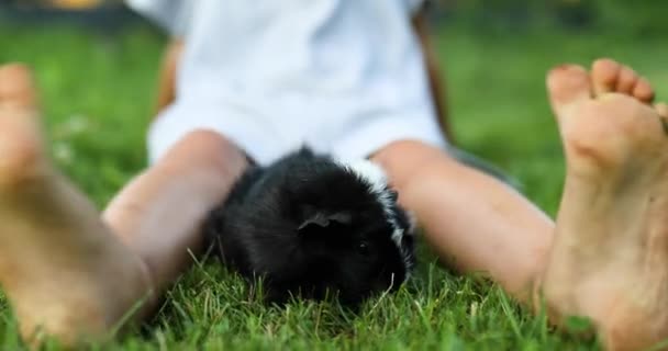 Seorang Gadis Kecil Bermain Dengan Babi Hitam Guinea Duduk Luar — Stok Video