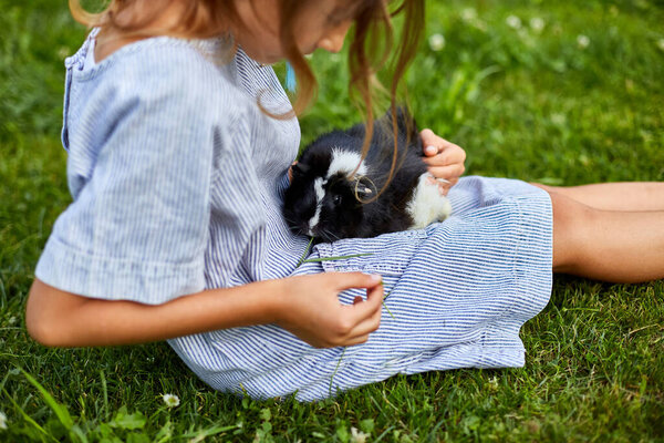 A little girl play with Black Guinea pig sitting outdoors in summer, Pet calico guinea pig grazes in the grass of his owner's backyard, love pets