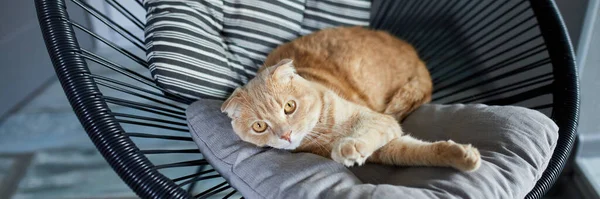 Banner Von Faul Gestromte Ingwerkatze Entspannt Sich Auf Kissen Auf — Stockfoto